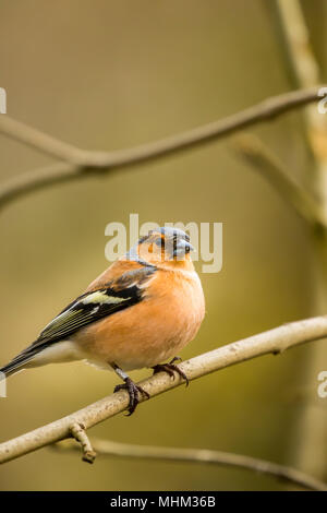 Homme Chaffinch oiseaux RSPB à cacher sur le lac Vyrnwy Wales Banque D'Images