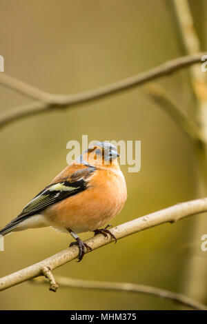 Homme Chaffinch oiseaux RSPB à cacher sur le lac Vyrnwy Wales Banque D'Images