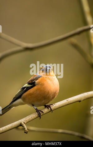 Homme Chaffinch oiseaux RSPB à cacher sur le lac Vyrnwy Wales Banque D'Images
