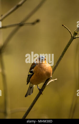 Homme Chaffinch oiseaux RSPB à cacher sur le lac Vyrnwy Wales Banque D'Images