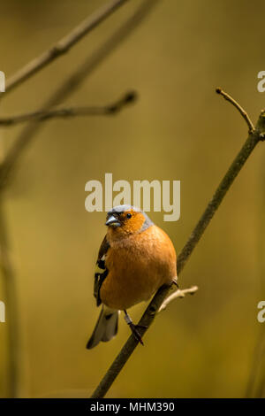 Homme Chaffinch oiseaux RSPB à cacher sur le lac Vyrnwy Wales Banque D'Images
