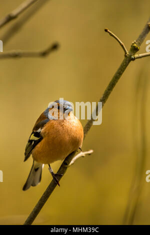Homme Chaffinch oiseaux RSPB à cacher sur le lac Vyrnwy Wales Banque D'Images