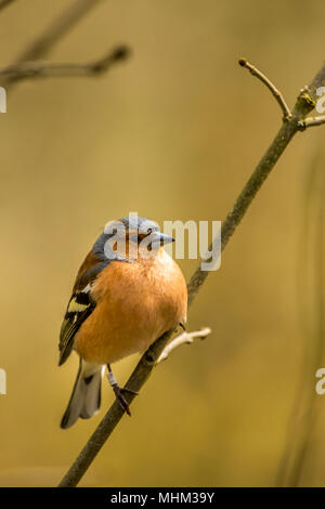 Homme Chaffinch oiseaux RSPB à cacher sur le lac Vyrnwy Wales Banque D'Images