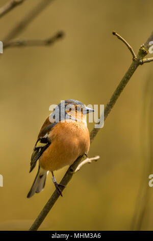 Homme Chaffinch oiseaux RSPB à cacher sur le lac Vyrnwy Wales Banque D'Images