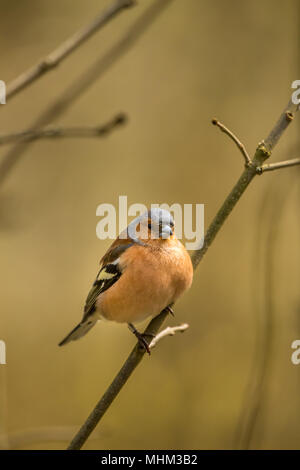 Homme Chaffinch oiseaux RSPB à cacher sur le lac Vyrnwy Wales Banque D'Images