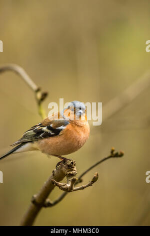 Homme Chaffinch oiseaux RSPB à cacher sur le lac Vyrnwy Wales Banque D'Images