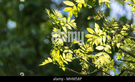 Branches de soleil. Robinia pseudoacacia. Close-up de feuilles vertes de faux acacia dans un printemps ensoleillé. Végétation luxuriante sur l'arrière-plan. Banque D'Images