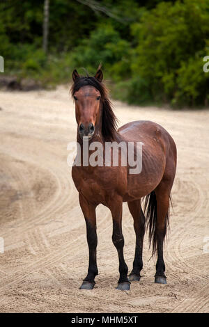 NC01797-00...CAROLINE DU NORD - Wild horse sur le traversier Currituck Banks. Banque D'Images