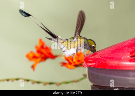 Démarré Racket-tail hummingbird, Ocreatus underwoodii, à Tandayapa Lodge en Equateur. Banque D'Images