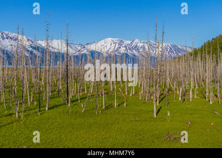 Dans l'Alaska 1964 tremblement de terre et les tsunamis, les arbres qui poussent le long du Turnagain Arm ont été inondés d'eau salée, de devenir "ghost" arbres pétrifiés. Banque D'Images