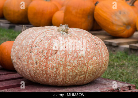 Automne citrouilles dans un potager. Cendrillon et les variétés traditionnelles sont parfaits pour la cuisson et la décoration dans la saison fraîche. Les gourdes se développer Banque D'Images