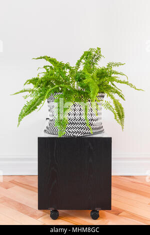 Boston fern plante dans un panier en noir et blanc, sur une table à roulettes. Banque D'Images
