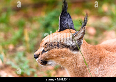 Caracal au Naankuse Wildlife Sanctuary, Namibie, Afrique Banque D'Images