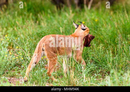 Caracal au Naankuse Wildlife Sanctuary, Namibie, Afrique Banque D'Images