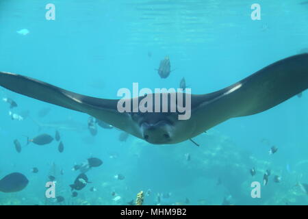 Whitespotted Eagle Ray (Aetobatus ocellatus) au milieu des bancs de poissons Banque D'Images