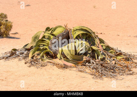 Welwitschia mirabilis (fossile vivant), forêt pétrifiée, Namibie Banque D'Images