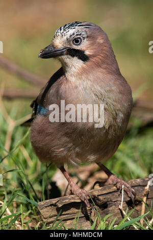 Eurasian Jay (Garrulus glandarius) à la recherche de noix dans un sous-bois herbeux Banque D'Images