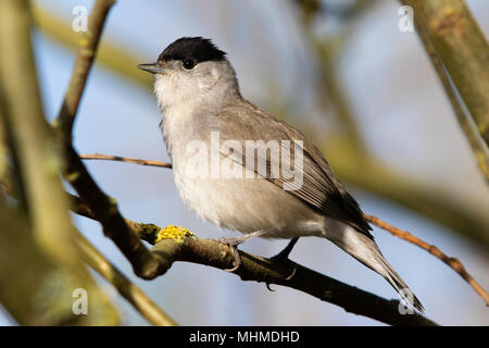 Sylvia atricapilla Blackcap (mâle) Banque D'Images