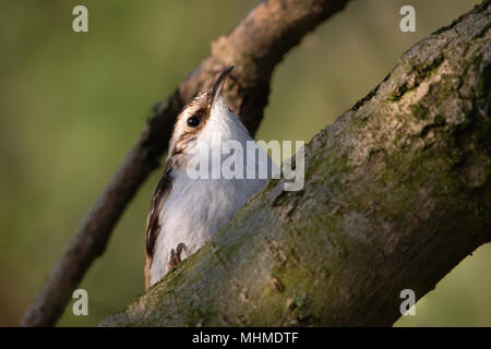 Bruant eurasien (Certhia familiaris) pour les invertébrés de nourriture sur l'écorce d'une chèvre de saules (Salix caprea) tree Banque D'Images