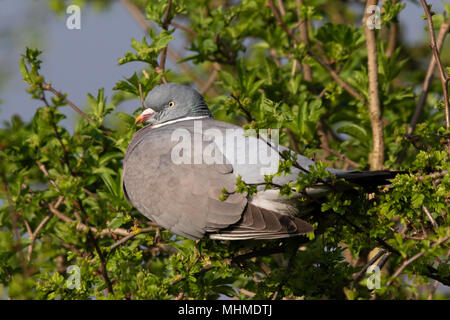Ramier commun (Columba palumbus) Bain de soleil sur le haut d'une aubépine (Crataegus monogyna) Bush au début du printemps Banque D'Images