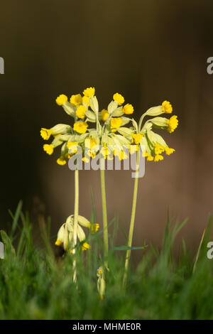 Coucou bleu (Primula veris) fleurs dans un un pré herbeux Banque D'Images