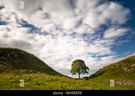 Sycamore Gap monochrome en mur d'Hadrien, Pays, Northumberland, England Banque D'Images