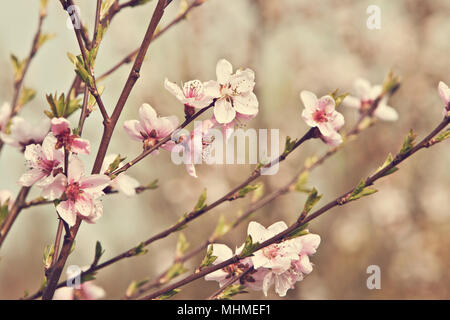 L'abricotier en fleurs Banque D'Images