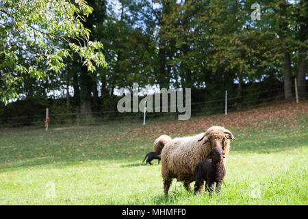 Moutons fourrure frisée avec de l'agneau en vert prairie Suisse Banque D'Images