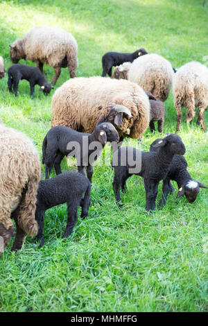 Moutons et agneaux fourrure frisée verte prairie en Suisse Banque D'Images