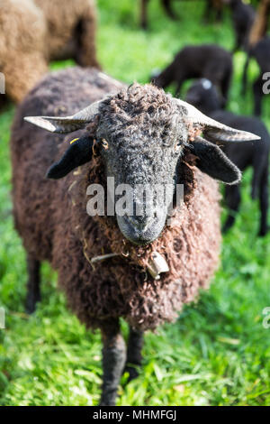 Moutons fourrure frisée noire avec le cou en vert Bell Ferme Suisse Banque D'Images