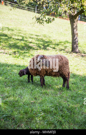 Moutons fourrure frisée noire avec le cou en vert Bell Ferme Suisse Banque D'Images