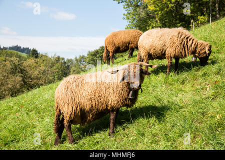 Fourrure frisée mouton avec Bell cou en vert Swiss Farm sur une journée ensoleillée Banque D'Images