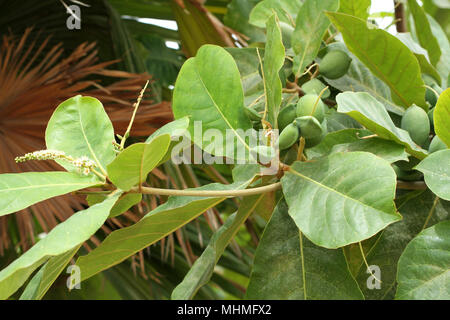Couleur vert amande Indiens non mûres fruits sur l'arbre Tropical (amande, COMBRETACEAE). Feuilles pour aquarium Banque D'Images