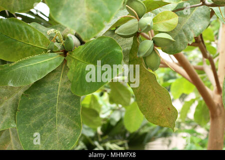 Couleur vert amande Indiens non mûres fruits sur l'arbre Tropical (amande, COMBRETACEAE). Feuilles pour aquarium Banque D'Images