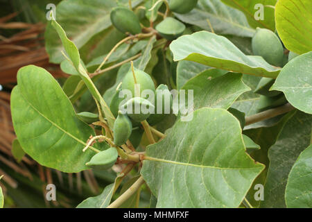 Couleur vert amande Indiens non mûres fruits sur l'arbre Tropical (amande, COMBRETACEAE). Feuilles pour aquarium Banque D'Images