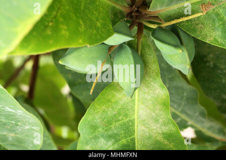Couleur vert amande Indiens non mûres fruits sur l'arbre Tropical (amande, COMBRETACEAE). Feuilles pour aquarium Banque D'Images