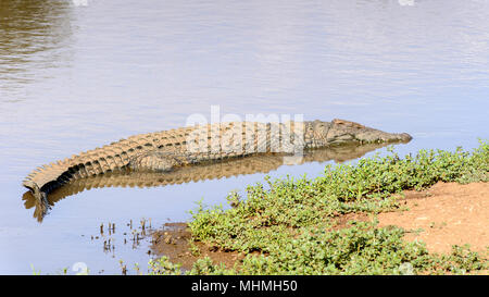 Crocodile dans l'eau Banque D'Images