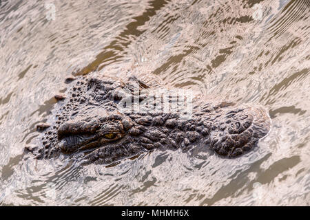 Chef d'un crocodile dans l'eau Banque D'Images