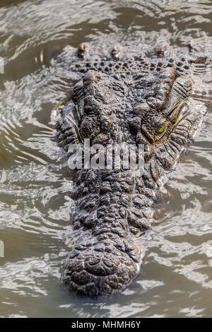 Chef d'un crocodile dans l'eau Banque D'Images