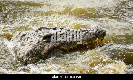 Chef d'un crocodile dans l'eau Banque D'Images