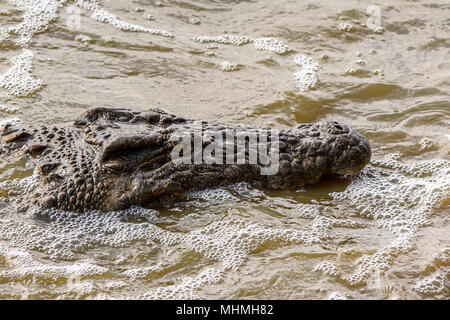 Chef d'un crocodile dans l'eau Banque D'Images