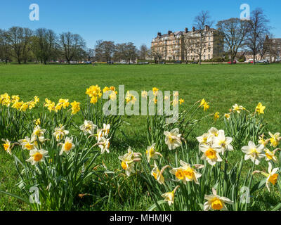 Les jonquilles sur le Prince de Galles et errants Mansions au printemps Harrogate North Yorkshire Angleterre Banque D'Images