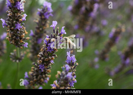 Une abeille de boire un nectar dans un milieu de champ de lavande. Blossom en Provence. Banque D'Images