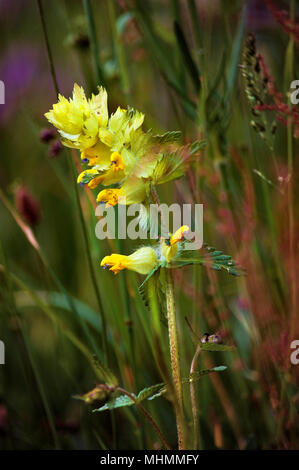 Gros plan d'une orchidée sauvage jaune dans une prairie de montagne au printemps. Banque D'Images