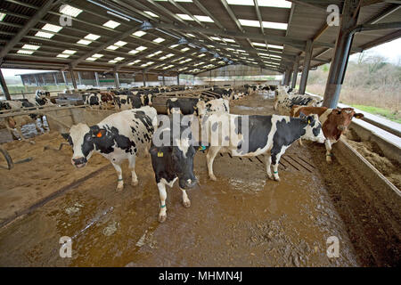 Les vaches laitières à l'intérieur sur une ferme Banque D'Images