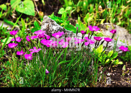 Un beau groupe de Dianthus Carthusianorum (oeillet sauvage, de l'œillet des chartreux chartreux, rose, clusterhead) dans la nature. Banque D'Images