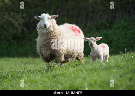 brebis et agneau à la campagne Banque D'Images