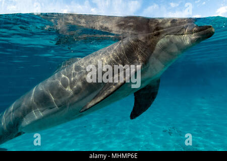 Dolphin close up portrait tout en vous regardant Banque D'Images