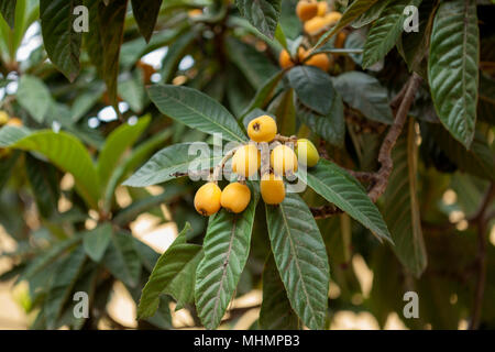 Succursales / filiale de loquat Eriobotrya japonica,, avec la maturation des fruits jaunes Banque D'Images