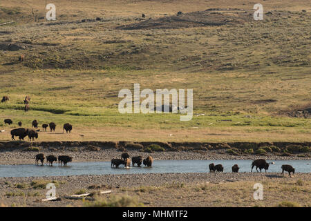 Bison bison traversant une rivière dans la région de Lamar Valley Yellowstone Banque D'Images